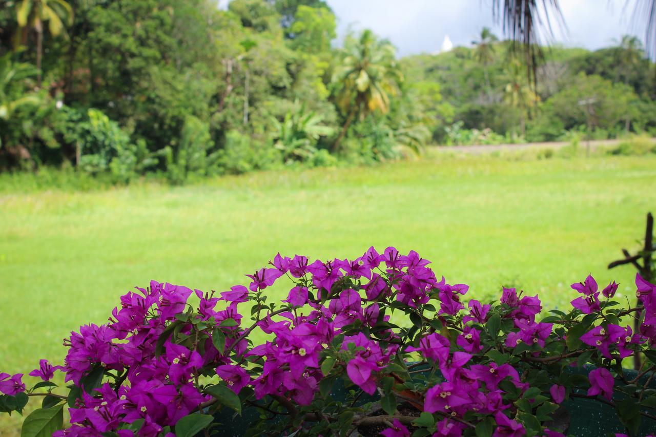 Paddy Field View Resort Mirissa Exteriör bild